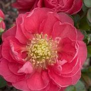 Chaenomeles speciosa 'Double Take Pink Storm'