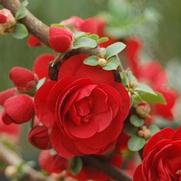 Chaenomeles speciosa 'Double Take Scarlet Storm'