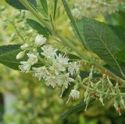 Clethra alnifolia 'Hummingbird'