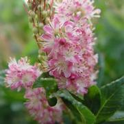 Clethra alnifolia 'Ruby Spice'