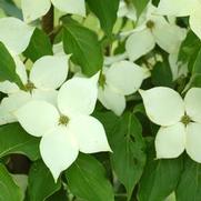 Cornus kousa 'Milky Way'