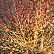 Cornus sanguinea 'Artic Sun' Cornus sanguinea 'Artic Sun'