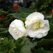 Begonia x tuberhybrida 'Nonstop White'