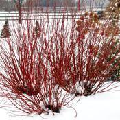 Cornus stolonifera 'Artic Fire'