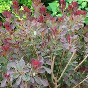 Cotinus coggygria 'Royal Purple'