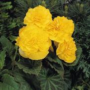 Begonia x tuberhybrida 'Nonstop Yellow'
