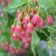 Enkianthus campanulatus 'Showy Lantern' Enkianthus campanulatus 'Showy Lantern'