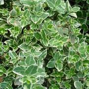Euonymus fortunei 'Emerald Gaiety' Euonymus fortunei 'Emerald Gaiety'