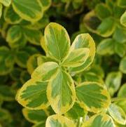 Euonymus fortunei 'Emerald 'N Gold' Euonymus fortunei 'Emerald 'N Gold'