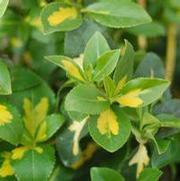 Euonymus fortunei 'Moonshadow' Euonymus fortunei 'Moonshadow'