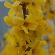 Forsythia x intermedia 'Lynwood Gold'