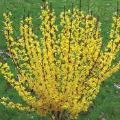 Forsythia x intermedia 'Showoff'