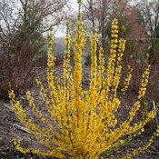 Forsythia x intermedia 'Showoff Starlet' Forsythia x intermedia 'Showoff Starlet'