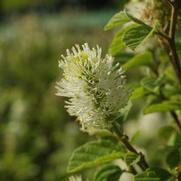 Fothergilla major