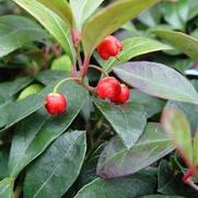 Gaultheria procumbens