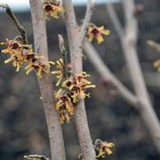 Hamamelis vernalis