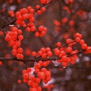 Ilex verticillata 'Berry Heavy' Ilex verticillata 'Berry Heavy'