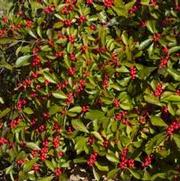 Ilex verticillata 'Red Sprite' Ilex verticillata 'Red Sprite'