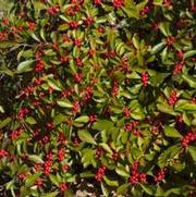 Ilex verticillata 'Red Sprite'