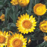 Bracteantha hybrid 'Sundaze Golden Beauty' Bracteantha hybrid 'Sundaze Golden Beauty'