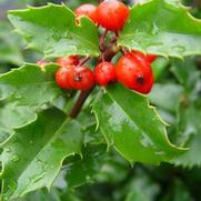 Ilex x meserveae 'Blue Prince'