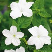 Browallia hybrid 'Endless Flirtation' Browallia hybrid 'Endless Flirtation'