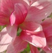 Magnolia x. 'Daybreak' Magnolia x. 'Daybreak'
