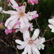 Magnolia x. loebneri 'Leonard Messel'