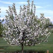 Malus hybrid 'Donald Wyman'