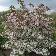 Malus sargentii