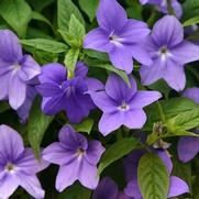 Browallia hybrid 'Endless Illumination' Browallia hybrid 'Endless Illumination'
