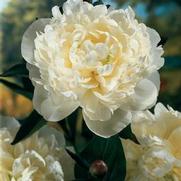 Paeonia lactiflora 'Duchesse de Nemours'