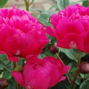 Paeonia lactiflora 'Kansas'