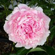 Paeonia lactiflora 'Sarah Bernhardt'