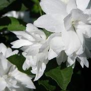 Philadelphus hybrid 'Buckleys Quill'