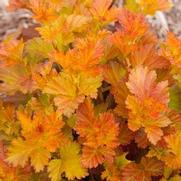 Physocarpus opulifolius 'Amber Jubilee'