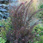 Physocarpus opulifolius 'Little Devil'