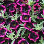 Calibrachoa hybrid 'Blackberry Punch' Calibrachoa hybrid 'Blackberry Punch'