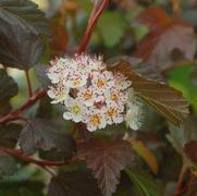 Physocarpus opulifolius 'Summer Wine'