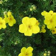 Potentilla fruticosa 'Gold Finger'