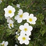 Potentilla fruticosa 'McKays White' Potentilla fruticosa 'McKays White'