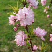 Prunus glandulosa 'Rosea'