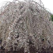 Prunus x 'Snow Fountain'