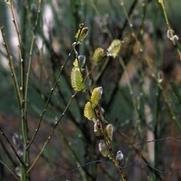Salix caprea Salix caprea