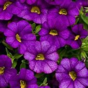 Calibrachoa hybrid 'Blue' Calibrachoa hybrid 'Blue'
