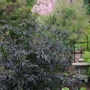 Sambucus nigra 'Black Lace'