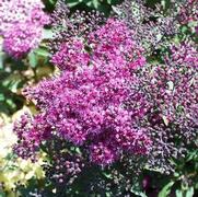 Spiraea bumalda 'Anthony Waterer'