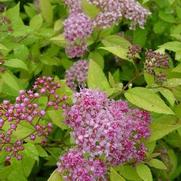 Spiraea bumalda 'Goldmound'