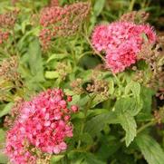 Spiraea japonica 'Little Princess'