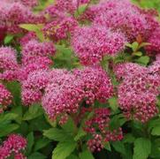 Spiraea japonica 'Magic Carpet'